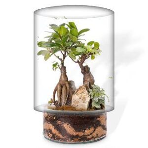 Ecosistema DUO SHINRIN YOKU con bonsái, rocas, musgo y plantas y con base transparente con capas de sustrato