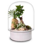 Biogarden, ecosistema terrario con cúpula de vidrio transparente y base en color blanco, contiene un terrario con bonsai, rocas y plantas 2 o 3 diferentes