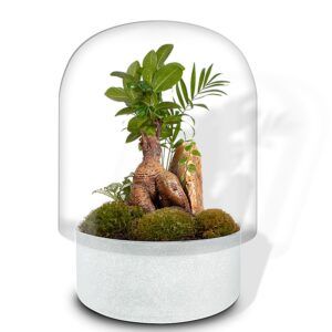 Biogarden ecosistema terrario bonsái ZEN blanco en decoracion hogar