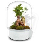 Biogarden ecosistema terrario bonsái ZEN blanco