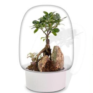 Biogarden, ecosistema terrario BONSAI UNSUI blanco