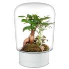 Biogarden, ecosistema terrario con base en color blanco roto, diseñado para combinar con la decoración