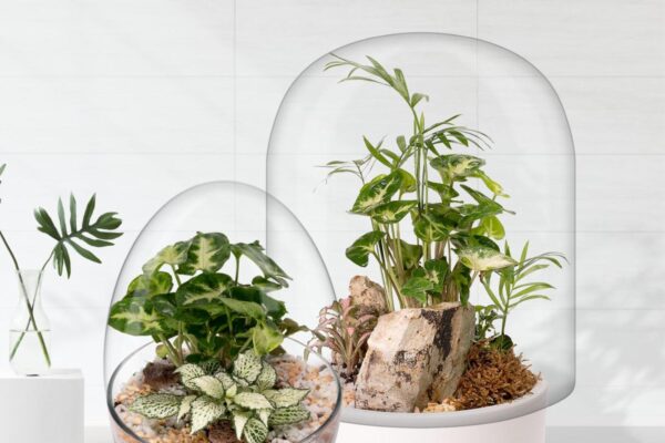 03 Biogarden, Ecosistema terrario Jardín Botánico Matisse deorando tus espacios favoritos 03 Biogarden, Ecosistema terrario Jardín Botánico Matisse deorando tus espacios favoritos