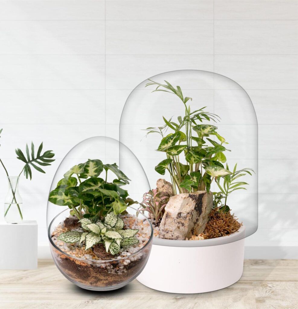 Biogarden, Ecosistema terrario Jardín Botánico Matisse decorando tus espacios favoritos