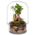 Biogarden, ecosistema terrario con cúpula de vidrio transparente y base transparente, recreando un efecto corteza terrestre, contiene un terrario con bonsai, rocas y plantas de diferentes colores.