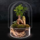 Biogarden ecosistema terrario bonsái ZEN fondo negro base blanca