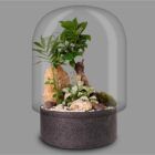 Biogarden, ecosistema terrario con cúpula de vidrio y base en color antracita, contiene un terrario con bonsai, rocas y plantas de diferentes colores. la fotografía tiene fondo gris oscuro para apreciar mejor el vidrio