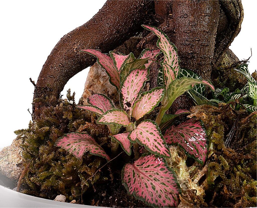 Biogarden, ecosistema terrario BONSAI UNSUI detalle del interior 2 Detalle interior con plantas de colres y bonsái