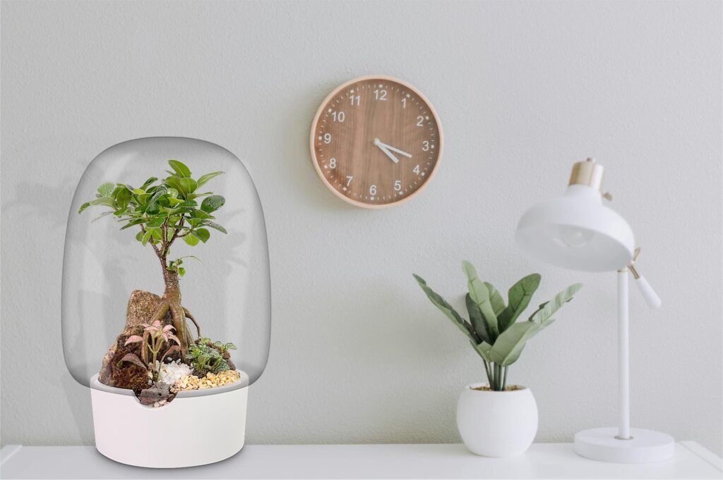 Bonsái Unsui, en perfecta combinación con la decoración de tu espacio favorito