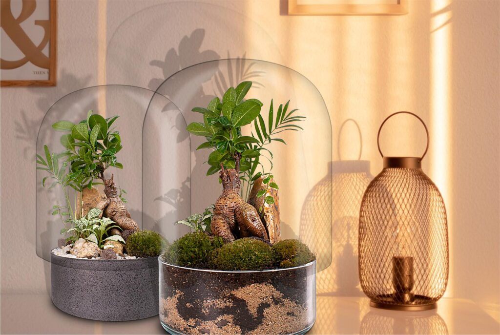 Ecosistemas terrarium bonsai ZEN Biogarden Bonsai ZEN, fotografía de dos elementos en la decorac ión de espacios