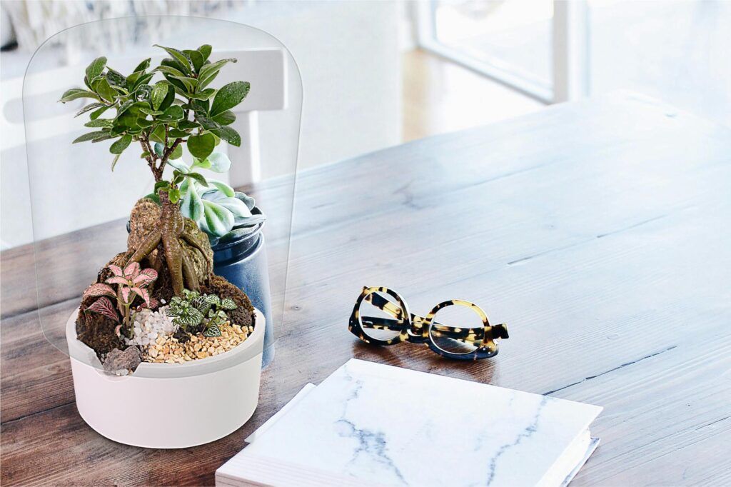 Biogarden, ecosistema bonsái bodhi decorando una mesa de la ofocina
