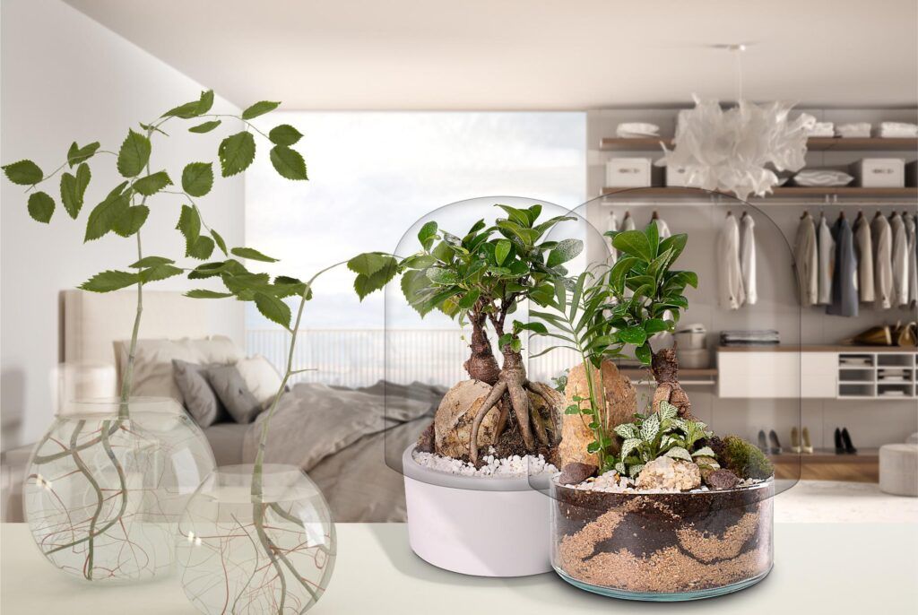 Dos ecosistemas Bonsái Zen decorando espacios del hogar