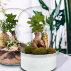 Dos ecosistemas biogarden bons´`ai ZEN, decorando un espacio del hogar