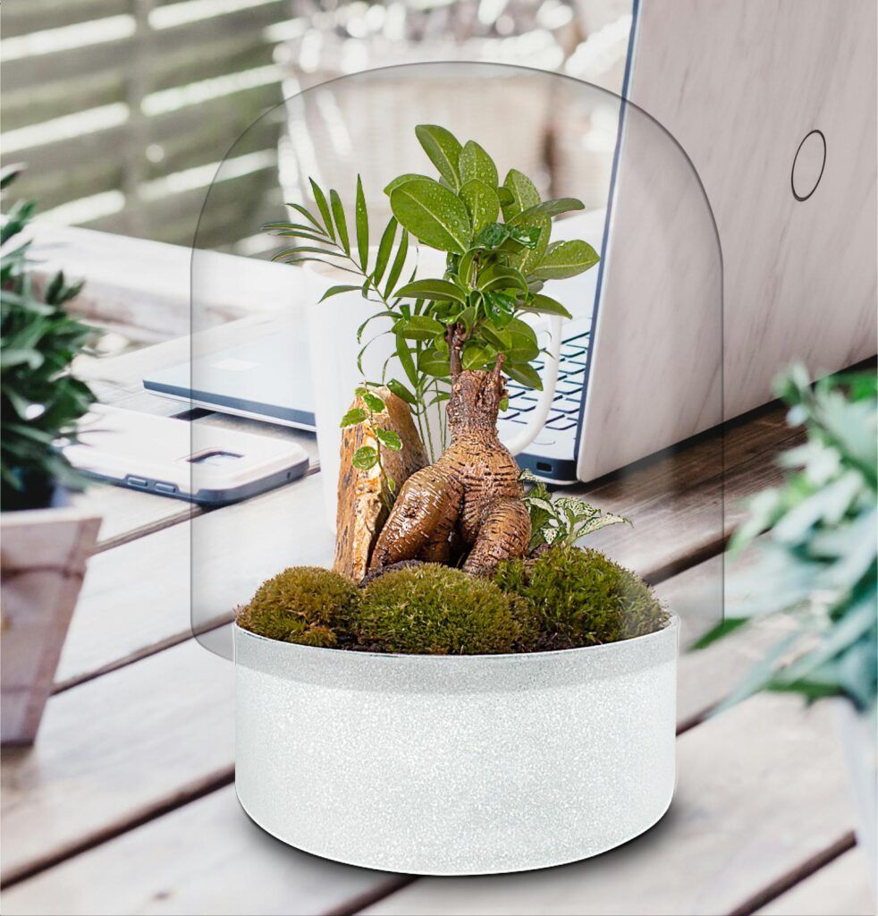 71 Biogarden Ecosistema terrario bonsái ZEN Decoración 2 71 Biogarden Ecosistema terrario bonsái ZEN Decoración 2
