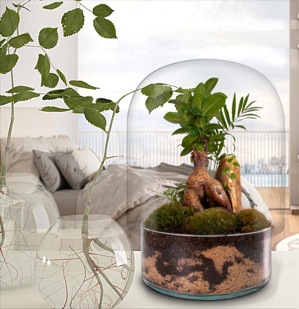 Biogarden Ecosistema terrario bonsái ZEN Decoración Biogarden Ecosistema terrario bonsái ZEN Decoración