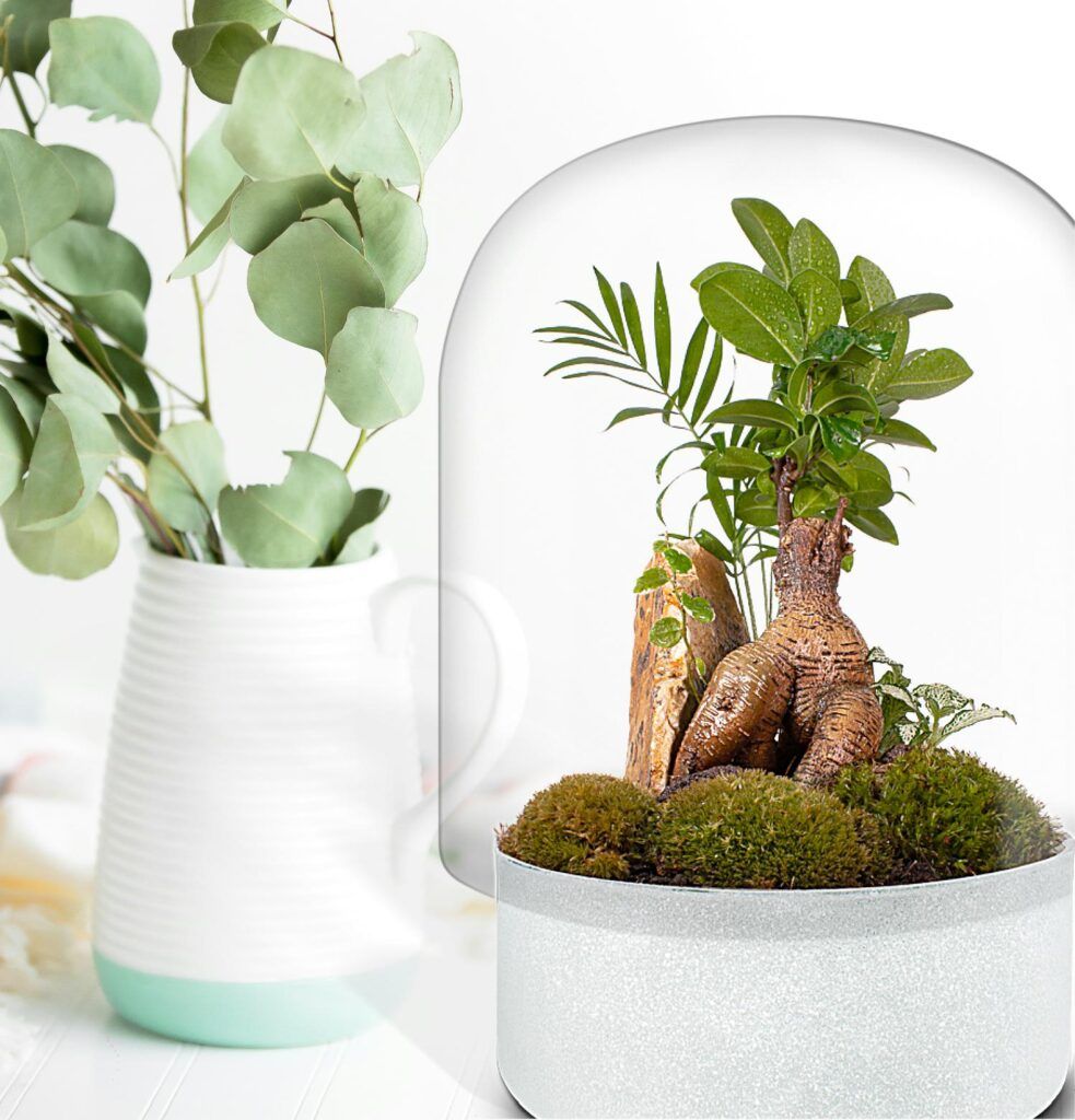 74 Biogarden Ecosistema terrario bonsái ZEN Decoración 5 74 Biogarden Ecosistema terrario bonsái ZEN Decoración 5