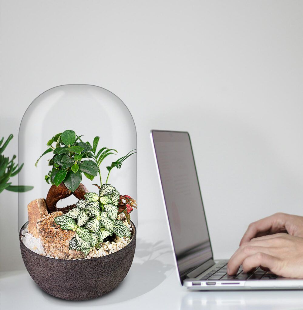 Biogarden Ecosistema Bonsái CHAN, naturaleza a tu lado