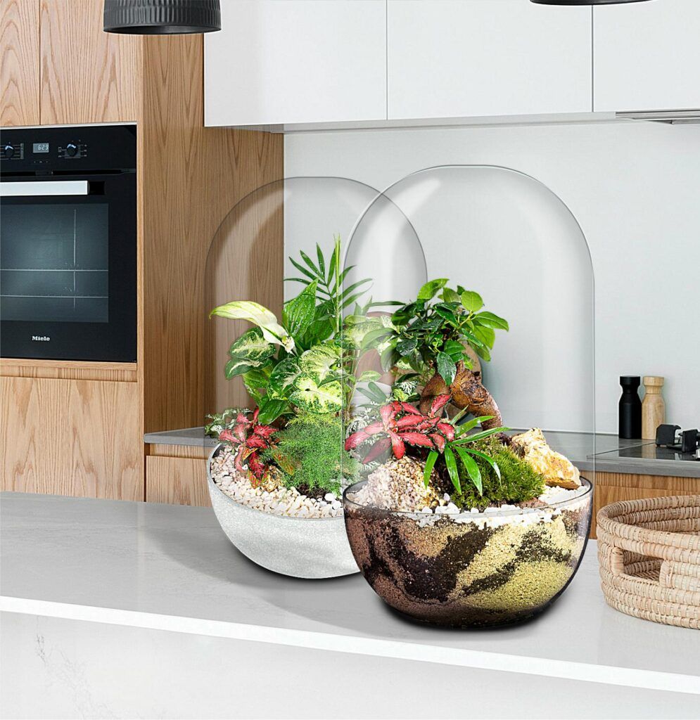 Biogarden Ecosistema Bonsái CHAN, naturaleza en tu hogar