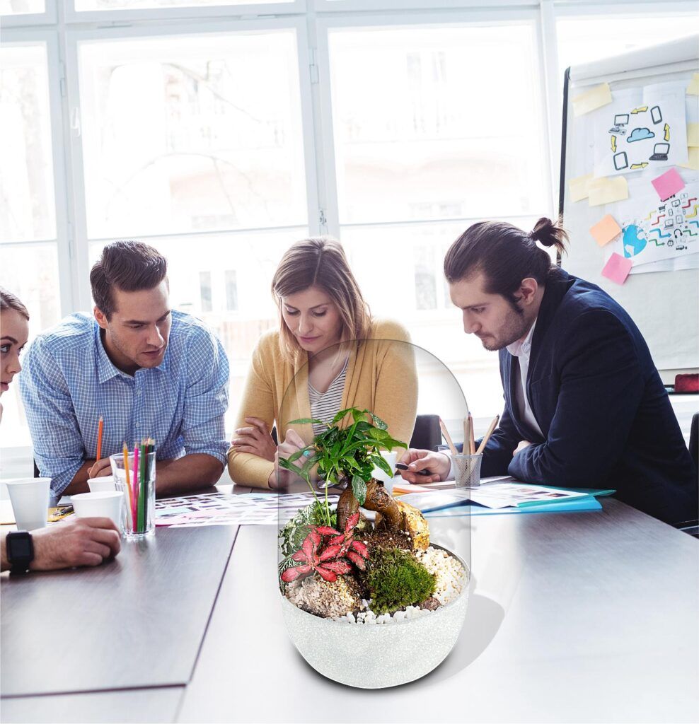 Biogarden Ecosistema Bonsái CHAN, naturaleza en tu oficina