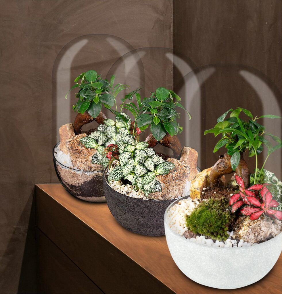 Biogarden Ecosistema Bonsái CHAN, naturaleza que decora tu vida, regalo especial