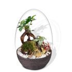 Biogarden, Ecosistema Bonsái CHIE con base en color antracita