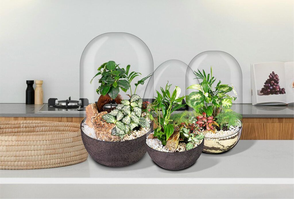 Biogarden Ecosistema Bonsái Chan, siempre a tu lado, decoración natural en tu hogar