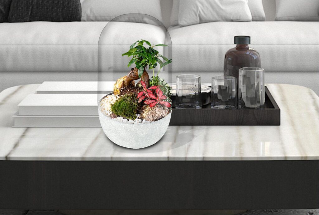 Biogarden Ecosistema Bonsái Chan, siempre a tu lado, decoración natural en tu hogar, un regalo ideal