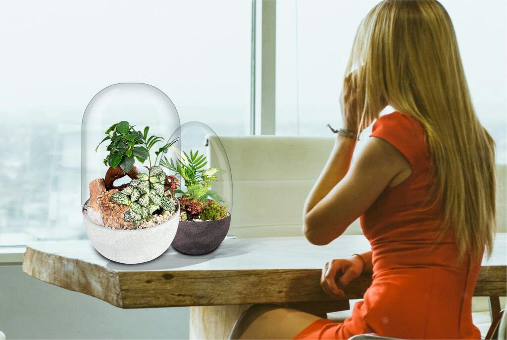 Biogarden Ecosistema Bonsái Chan, siempre a tu lado, perfecto para relajar tu vida