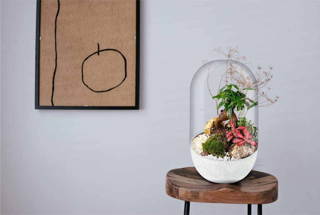 Biogarden Ecosistema Bonsái Chan, siempre a tu lado, perecto para relajar tu vida y decorar tu hogar