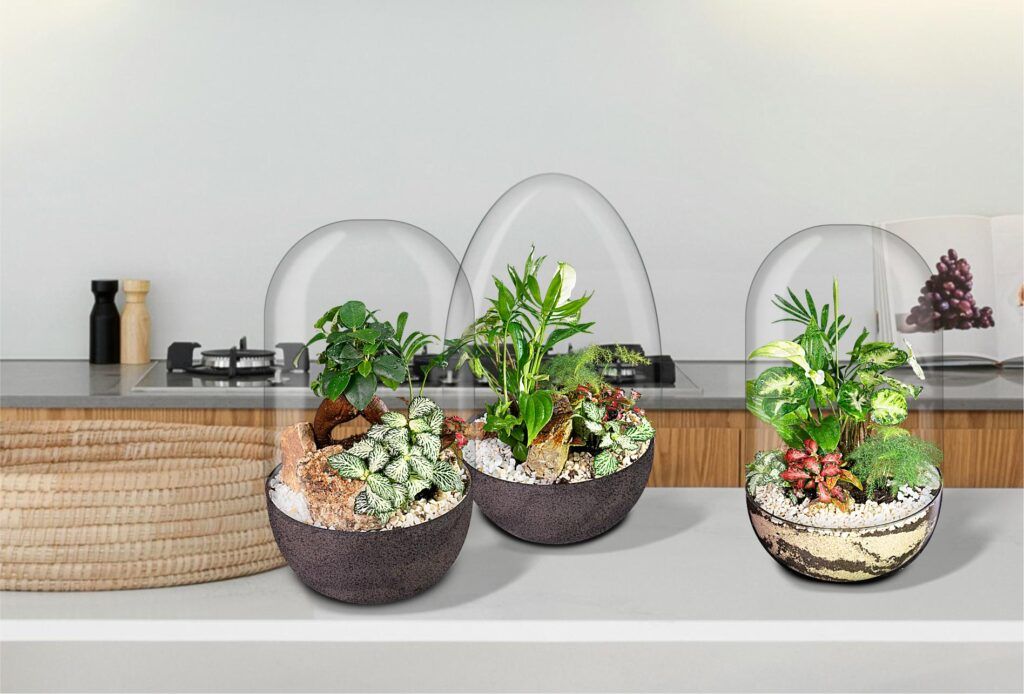 Biogarden, Ecosistema Jardín Botánico Bonsái Pocket KITO, un mundo natural cerca