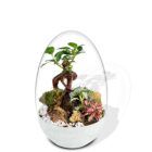 Biogarden, Ecosistema terrario Bonsái Pocket KI con base de color blanco roto