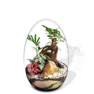 Biogarden, Ecosistema terrario Bonsái Pocket KI con base de color sustratos naturales