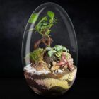 Biogarden, Ecosistema terrario Bonsái Pocket KI con base de color sustratos naturales y fondo negro