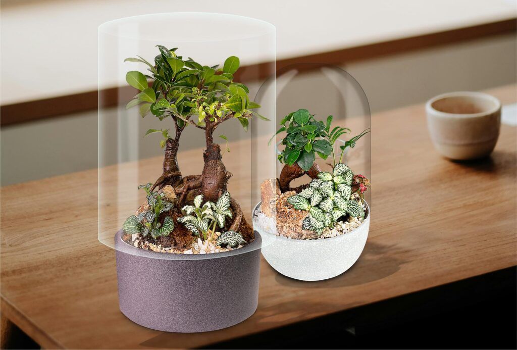Biogarden, Ecosistema terrario bonsái SHIMRIN YOKU EN EL INTERIORISMO Y REGALOS DE TU HOGAR