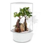 Biogarden, Ecosistema terrario bonsái SHIMRIN YOKU con base en color blanco roto