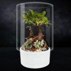 Biogarden, Ecosistema terrario bonsái SHIMRIN YOKU con base en color blanco roto y fondo negro