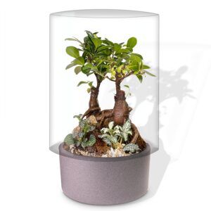 Biogarden, Ecosistema terrario bonsái SHIMRIN YOKU con base en color gris antracita