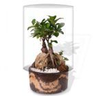 Biogarden, Ecosistema terrario bonsái SHIMRIN YOKU con base en sustratos naturales