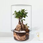 Biogarden, Ecosistema terrario bonsái SHIMRIN YOKU decorando el hogar