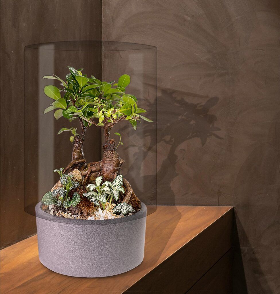 Biogarden, Ecosistema terrario bonsái SHIMRIN YOKU es naturaleza y regalo en tu vida