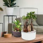 Biogarden, Ecosistema terrario bonsái SHIMRIN YOKU llenando de vida y color un hogar