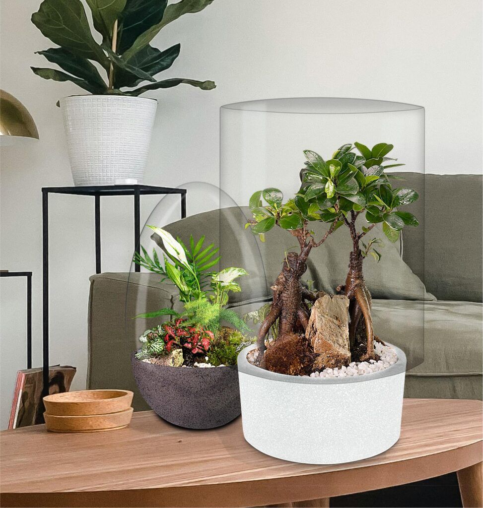 Biogarden, Ecosistema terrario bonsái SHIMRIN YOKU llenando de vida y color un hogar