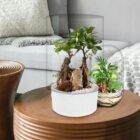Biogarden, Ecosistema terrario bonsái SHIMRIN YOKU vida y naturaleza en la decoración