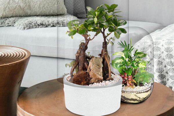 Biogarden, Ecosistema terrario bonsái SHIMRIN YOKU vida y naturaleza en la decoración Biogarden, Ecosistema terrario bonsái SHIMRIN YOKU vida y naturaleza en la decoración