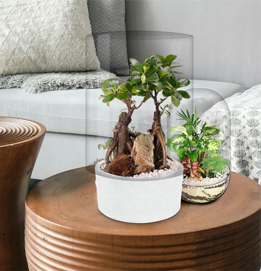 Biogarden, Ecosistema terrario bonsái SHIMRIN YOKU vida y naturaleza en la decoración