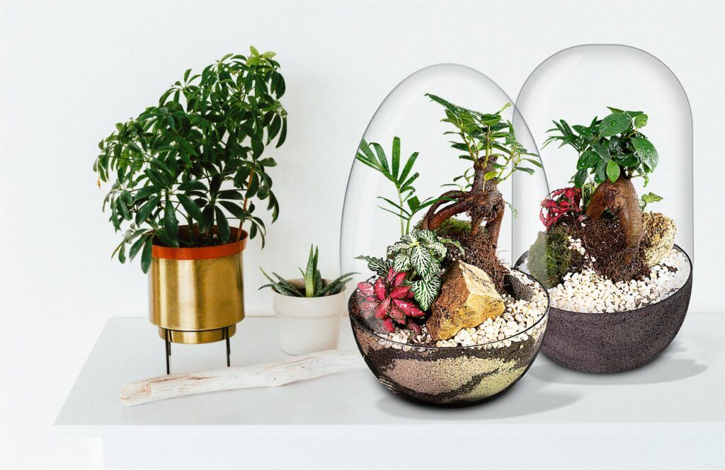 Biogarden KI, siempre en tus sueños y tus regalos