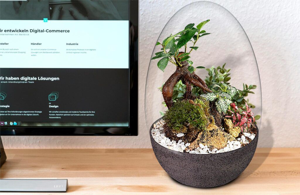 Biogarden bonsái Ki, tu mejor regalo