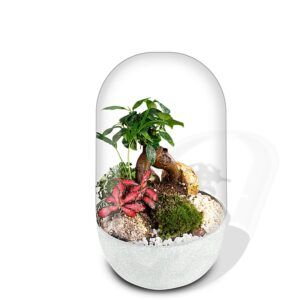 Biogarden, ecosistema bonsái Pocket KITO con base en color blanco