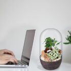 Biogarden, ecosistema terrario Bonsái Pocket KITO, forma parte de tu vida