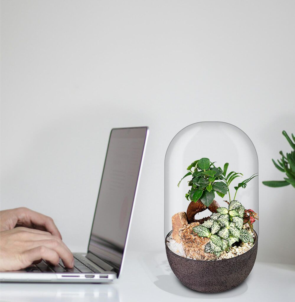 Biogarden, ecosistema terrario Bonsái Pocket KITO, forma parte de tu vida